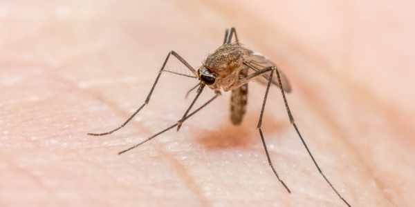 8 Penyebab Orang Lebih Disukai oleh Nyamuk